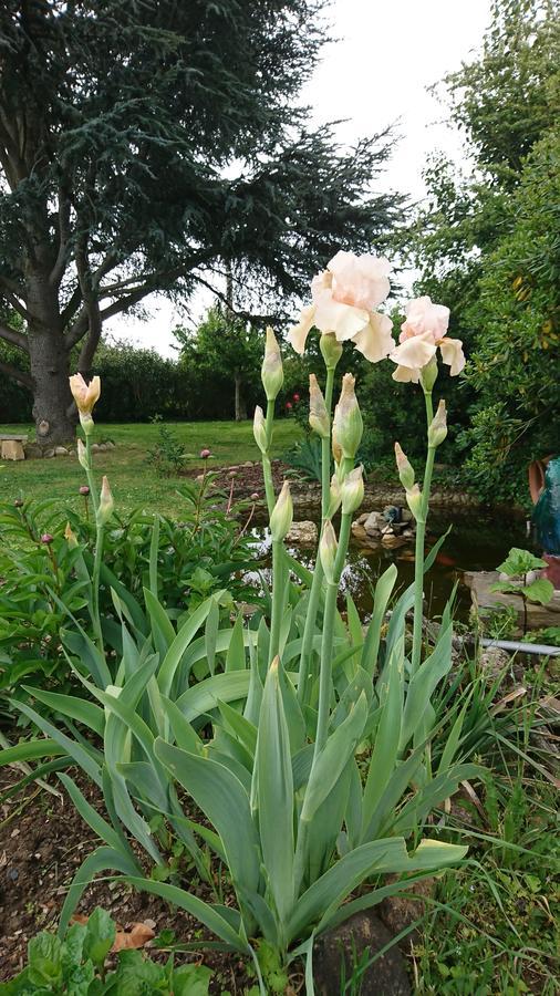 La Villa Blanc (Adults Only)Conques-sur-Orbiel エクステリア 写真
